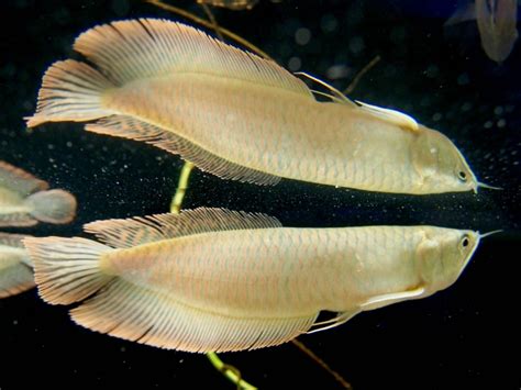 肉食魚種類